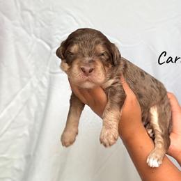 Caramel - Chocolate merle male Bernedoodle puppy in Pennsylvania from Bells Bernedoodles