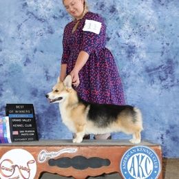 Leo - Pembroke Welsh Corgi