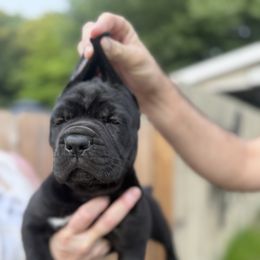 Cane Corso Puppies from Whiskey Stones Cane Corso