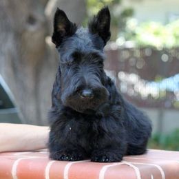 Scottish Terriers from XTC Scottish Terriers