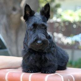 Scottish Terriers from XTC Scottish Terriers
