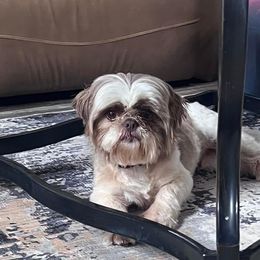 Serenity - Shih Tzu