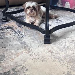 Serenity - Shih Tzu