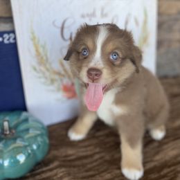 Boy 2 - Red Miniature Australian Shepherd puppy in Deridder, Louisiana from AussieSmiths
