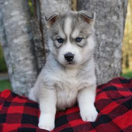 Marley - Sable and white male Siberian Husky puppy in Wiscasset, Maine from Running with Huskies