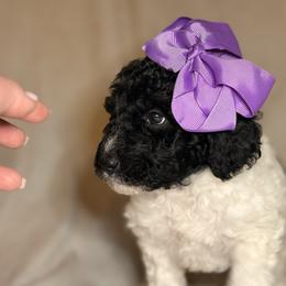 Dakota - Parti female Goldendoodle puppy in Saint Louis, Missouri from Jax Doodles