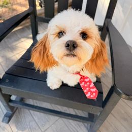 Cavapoo and Shihpoo Puppies from Haus of Doodles