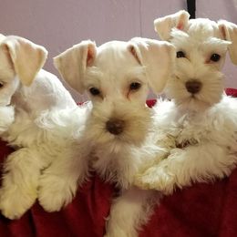 Miniature Schnauzers from Kelly's Cuties Minature Schnauzers