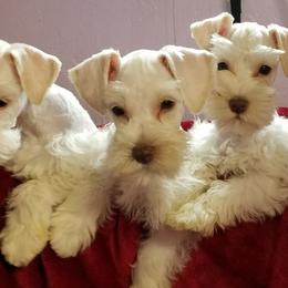 Miniature Schnauzers from Kelly's Cuties Minature Schnauzers