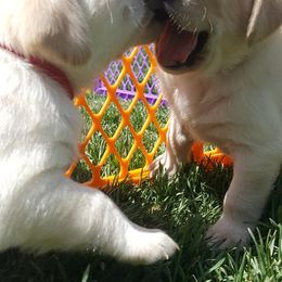 Labrador Retriever Puppies from Lost River Labradors
