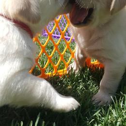 Labrador Retriever Puppies from Lost River Labradors