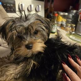 Boy 1 - Black and tan male Yorkshire Terrier puppy in Spokane, Washington from Dana's Yorkies