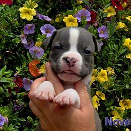 Novella - Blue female American Staffordshire Terrier puppy in Clintwood, Virginia from SkyBlue Kennel