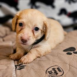 Black collar male - Cream male Dachshund puppy in Trade, Tennessee from TN Miniature Dachshunds & Basset Hounds