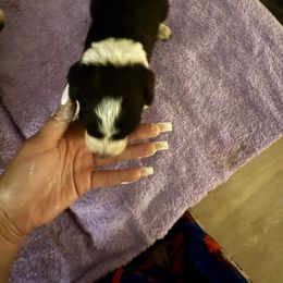 Livie - Black and white female Old English Sheepdog puppy in Acton, California from Fab OES