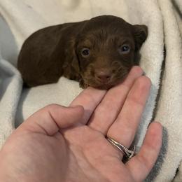 Dachshund puppies from White Oak Kennels