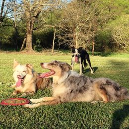 Border Collies from AMC Border Collies