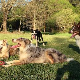 Border Collies from AMC Border Collies