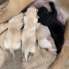 Yellow male 2 - Yellow male Labrador Retriever puppy in Muskegon, Michigan from Punches Paws Labradors
