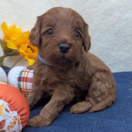 Rockwell - Red male Cavapoo puppy in Placerville, California from Quartz Mountain Doodles