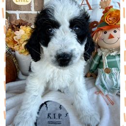 Earl - Parti male Goldendoodle puppy in Caddo Mills, Texas from Fire Wife Doodles
