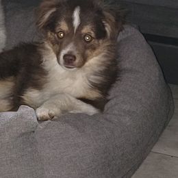 Toy Australian Shepherd puppies from Rockin AC Toy Aussies