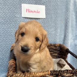 Minnie - Cream female Goldendoodle puppy in Rochester, Massachusetts from Petal Perfect Puppies