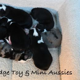 Miniature Australian Shepherd puppies from Pine Ridge Toy Aussies