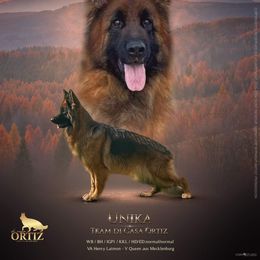 Unika - German Shepherd