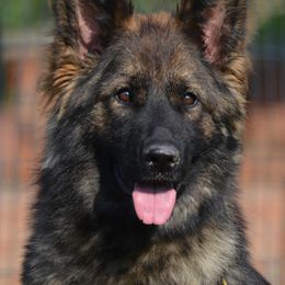 Atina - German Shepherd