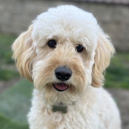 Goldendoodles from Old Lake Doodles