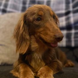Punkin - Dachshund
