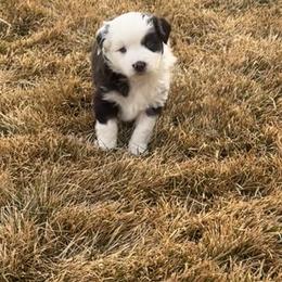 Ginger - Red tri female Miniature Australian Shepherd puppy in Bozeman, Montana from +s mini Aussies