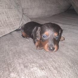 Eeyore - Gray (blue) and tan male Dachshund puppy in Hilliard, Florida from Wiggle Weens