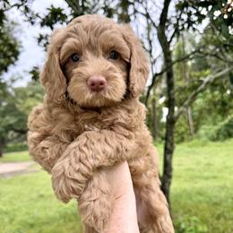 Washington - Caramel male Australian Labradoodle puppy in Wesley Chapel, Florida from GWagz