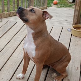Dori - American Staffordshire Terrier