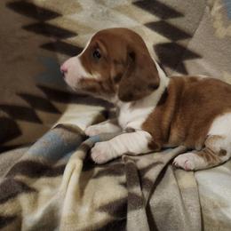 Dachshund Puppies from Aimee Cantrell