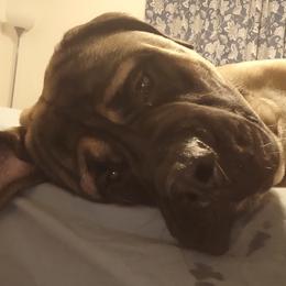 Mastiffs from Moonshine English Mastiffs