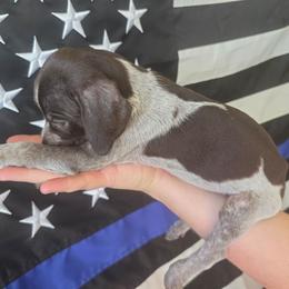 Goose BoY 1 - Black roan male German Shorthaired Pointer puppy in Banning, California from ⭐🦆 So Cal on Point GSP'S🇺🇲🇩🇪 lg