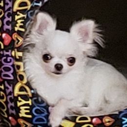 Chihuahua Puppies from Toyville Chihuahuas