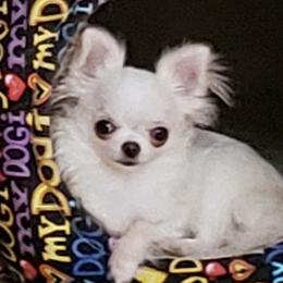 Chihuahua Puppies from Toyville Chihuahuas