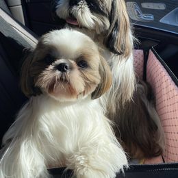 Ari - Shih Tzu