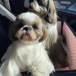 Ari - Shih Tzu