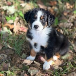 Girl 1 - Black tri female Miniature Australian Shepherd puppy in Greenville, South Carolina from QC Homestead Miniature Australian Shepherds