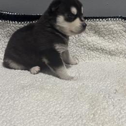 Boy 1 - Black and white male Siberian Husky puppy in Paola, Kansas from East Inn Huskies