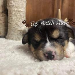 Pembroke Welsh Corgi Puppies from Top-Notch Paws