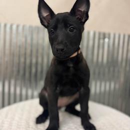 Light Pink - Black sable female Belgian Malinois puppy in Muskegon, Michigan from Red Acres Working Line K9s