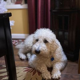 Australian Labradoodles from Frosty & Ginger Co Home of Doodles
