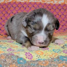 Feldspar - Blue merle male Miniature Australian Shepherd puppy in Sunbury, Pennsylvania from Elemental Mini Aussies