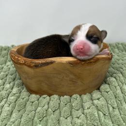 Lincoln - Sable male Pembroke Welsh Corgi puppy in Waco, Texas from The Comma Corgis